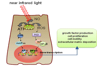 Luz infrarroja para la recolección eficiente de células y tejidos